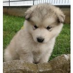 Cuccioli Alaskan Malamute - Foto n. 1