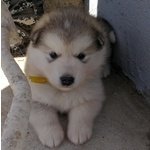 Cuccioli Alaskan Malamute - Foto n. 7