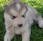 Cuccioli Alaskan Malamute - Foto n. 8