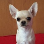 Chihuahua Maschio 3 Anni