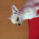 Chihuahua Maschio 3 Anni - Foto n. 2