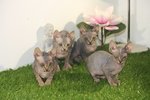 Gattini di Canadian Sphynx - Foto n. 3