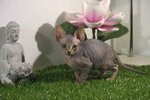 Gattini di Canadian Sphynx - Foto n. 4