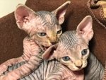 Gattini di Canadian Sphynx - Foto n. 5