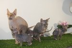 Gattini di Canadian Sphynx - Foto n. 6