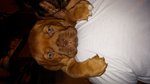 Cuccioli Dogue de Bordeaux