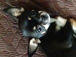 Fattrice Chihuahua pelo Corto Tricolore Pedigree Enci - Foto n. 2