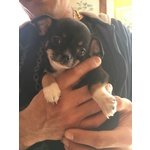 Fattrice Chihuahua pelo Corto Tricolore Pedigree Enci