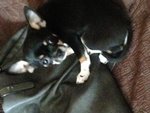 Fattrice Chihuahua pelo Corto Tricolore Pedigree Enci - Foto n. 3