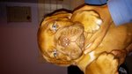 Cuccioli Dogue de Bordeaux - Foto n. 2