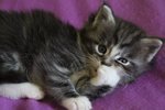 🐱 Maine Coon maschio in vendita a Belluno (BL) e in tutta Italia da privato