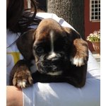 Cuccioli di Boxer alta Genealogia - Foto n. 3