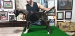 Cucciolo di Boxer Disponibile con Pedigree Enci - Foto n. 2