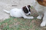 Cucciola di jack Russell Terrier - Foto n. 2