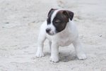 Cucciola di jack Russell Terrier - Foto n. 3