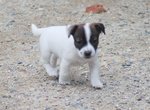 Cucciola di jack Russell Terrier - Foto n. 4