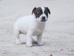 Cucciola di jack Russell Terrier - Foto n. 6