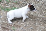 Cucciola di jack Russell Terrier - Foto n. 7