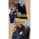 Una Bella Famiglia per il Dolce Victor - Foto n. 7