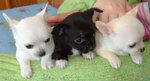 Cuccioli di Chihuahua toy Disponible per l 'adozione