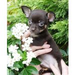 Cuccioli di Chihuahua toy Disponible per l 'adozione - Foto n. 2