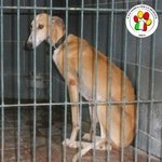 Hermes Maschio Galgo, Taglia Medio Grande, 4 anni Circa ..cerca Casa