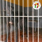 🐶 Levriero maschio in adozione a Milano (MI) e in tutta Italia da associazione animali