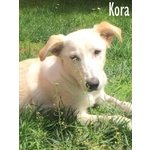 Kora Giovane e Dolcissima Cagnolina - Foto n. 2