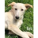 Kora Giovane e Dolcissima Cagnolina - Foto n. 5