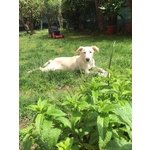 Kora Giovane e Dolcissima Cagnolina - Foto n. 6