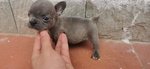 Cuccioli di Bulldog Francese