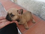 Cuccioli di Bulldog Francese - Foto n. 2