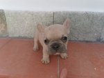 Cuccioli di Bulldog Francese - Foto n. 3