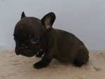 Cuccioli di Bulldog Francese - Foto n. 5