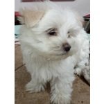 Maltese toy mini Cucciolo Maschio con Pedigree - Foto n. 4