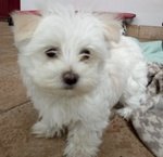 Maltese toy mini Cucciolo Maschio con Pedigree - Foto n. 5