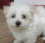 Maltese toy mini Cucciolo Maschio con Pedigree - Foto n. 6