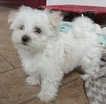Maltese toy mini Cucciolo Maschio con Pedigree - Foto n. 7