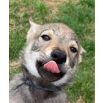 Bellissimi Cuccioli di lupo Cecoslovacco - Foto n. 3