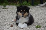 Cuccioli di Pastore Scozzese (collie) - Foto n. 2