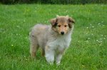 Cuccioli di Pastore Scozzese (collie) - Foto n. 3