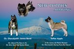Cuccioli di Akita Americano - Foto n. 1