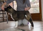 Cuccioli di Akita Americano - Foto n. 2