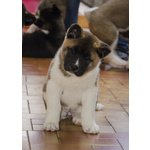 Cuccioli di Akita Americano - Foto n. 4