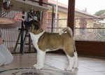 Cuccioli di Akita Americano - Foto n. 5