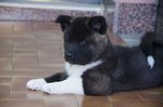 Cuccioli di Akita Americano - Foto n. 7