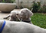 Cuccioli Weimaraner alta Genealogia - Foto n. 2