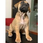 Cuccioli cane Corso Puri