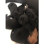 Cuccioli cane Corso Puri - Foto n. 7