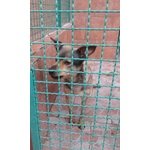 Angelo di nome e di Fatto Cerca una casa Amorevole